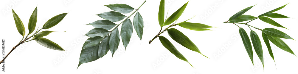 Aufkleber a transparent background serves as the setting for isolated bamboo leaves