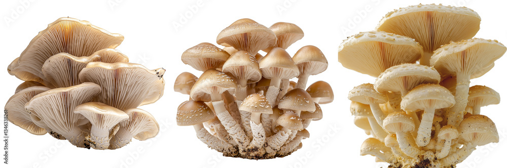 Poster An oyster mushroom is shown in isolation on a transparent background using Generative Ai