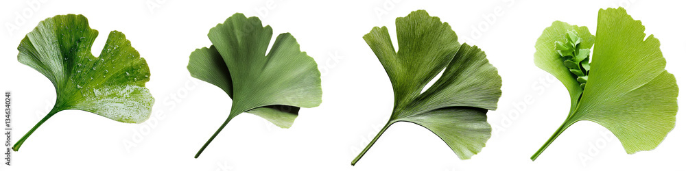 Poster green ginkgo biloba leaves isolated against a transparent background are a product of generative ai