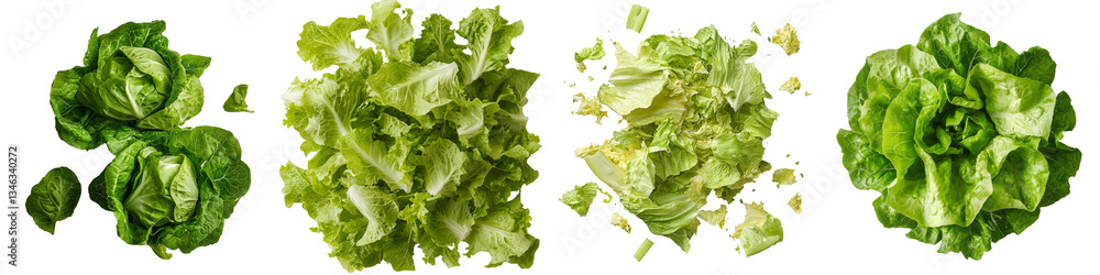 Poster isolated on a transparent background is fresh green lettuce, an image generated by ai