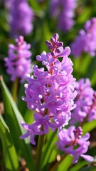Delicate hyacinth petals unfolding in morning light, nature, garden