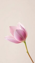 Fototapeta premium Delicate petals unfolding on a neutral background, nature, soft