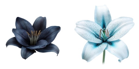 The image of a 'blue Lily flower isolated on transparent background' is a product of Generative Ai
