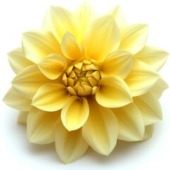 Obraz premium A beautiful and vibrant yellow flower sits upon a white surface