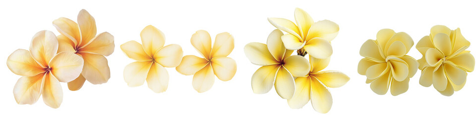 Transparent background with isolated frangipani flower made by Generative Ai