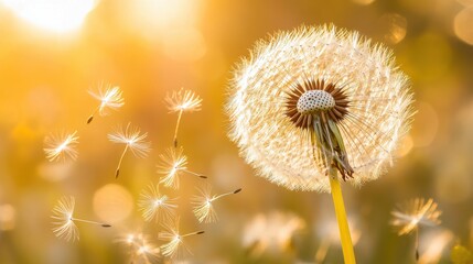 Bright Dandelion Flower with Fluffy Seeds in Soft Golden Light