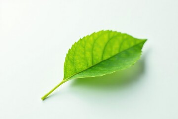 Fototapeta premium Single leaf isolated on white background with soft focus effect, minimalist, nature