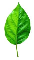 Obraz premium Single leaf isolated on white background with veins, leaves, botanical, nature