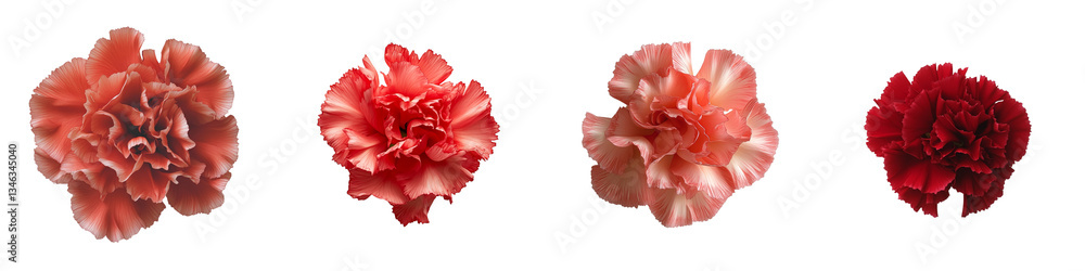 Fototapete on a transparent background, a red carnation is depicted in isolation, a creation of generative ai