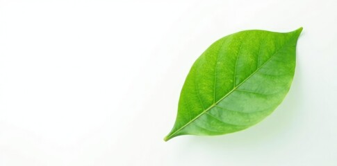 Single leaf of isolated plant against white background, isolate, plant, white