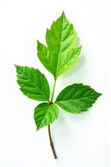 Obraz premium Single leaf of isolated plant against white background, nature, plant, branch