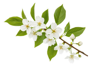 Obraz premium White cherry blossom branch with fresh green leaves in spring on a transparent background, cut out
