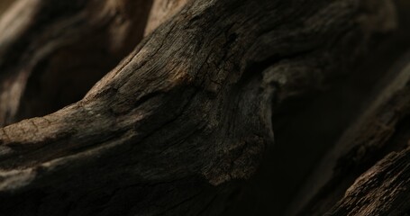Close-up of a weathered driftwood with textured surface