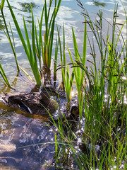 ducks are swimming in the lake