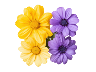 Beautiful yellow and purple flowers displayed together on a transparent background, cut out