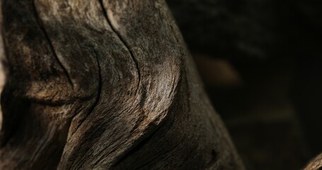 Close-up of a weathered driftwood with textured surface