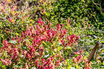 Rumex vesicarius pertenece a la familia de Polygonaceae.