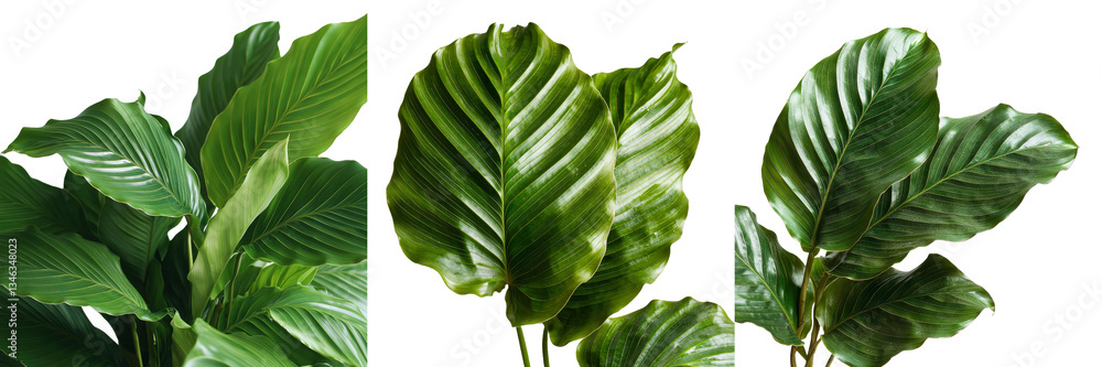 Aufkleber Generative Ai created an image of a tropical leaf isolated on a transparent background