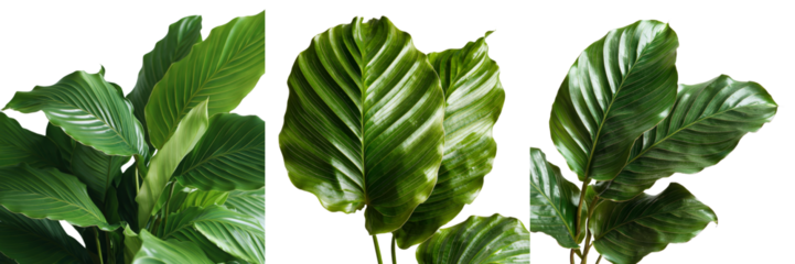 Generative Ai created an image of a tropical leaf isolated on a transparent background