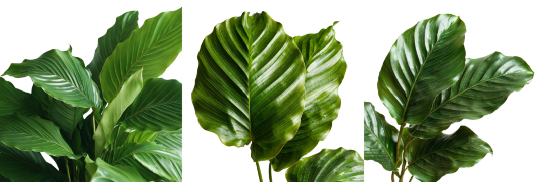 Generative Ai created an image of a tropical leaf isolated on a transparent background