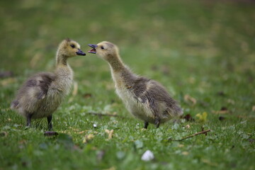 Küken Kanadagans im Park