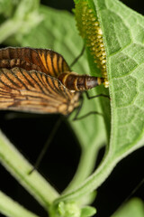 detailed macro capture of butterfly reproduction