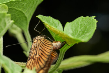 detailed macro capture of butterfly reproduction