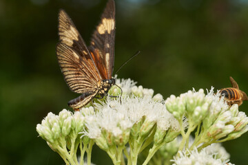 detailed macro capture of butterfly reproduction