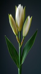 Delicate white flower buds with green leaves on dark background