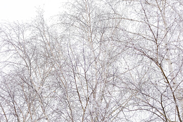 Fototapeta premium The photograph captures a close-up of a birch grove covered in frost. The thin branches of the birches look elegant against the white sky, creating a minimalist and elegant winter landscape.