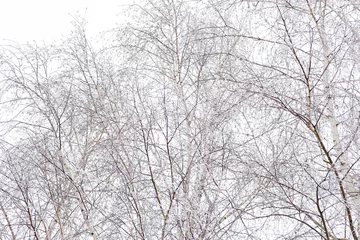 The photograph captures a close-up of a birch grove covered in frost. The thin branches of the birches look elegant against the white sky, creating a minimalist and elegant winter landscape.