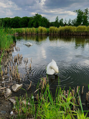 swans are swimming in the wild