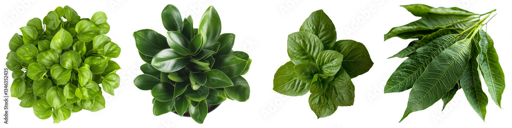 Poster Generative Ai has produced an image of a single green leaf against a clear transparent background