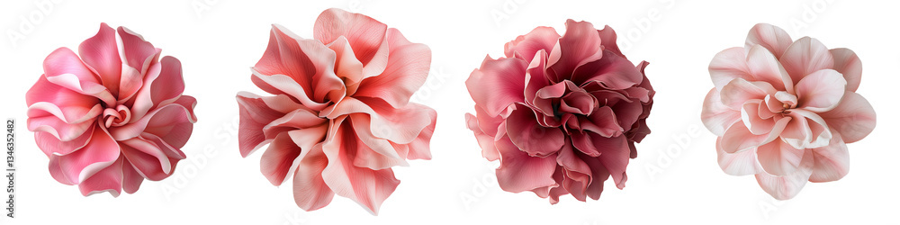 Poster generative ai has created an image of plumeria isolated on a transparent background