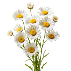 Fototapeta premium Bunch of White Daisies Blooming with Yellow Centers on White or Transparent Background