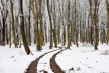 Fototapeta premium The photograph depicts a winter forest with a narrow winding path covered in snow. Trees, covered with light frost, create an atmosphere of peace and silence.