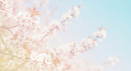 Naklejka premium Delicate cherry blossoms against soft blue sky, Spring sakura branches in bloom, Natural floral backdrop representing renewal, serenity, and Japanese culture