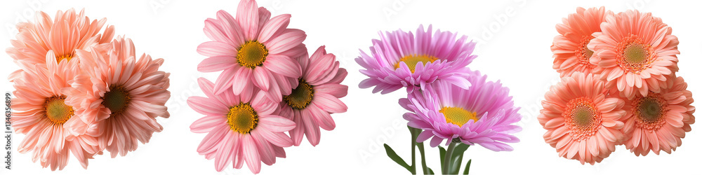 Poster isolated on a transparent background, pink daisies have been generated using ai technology