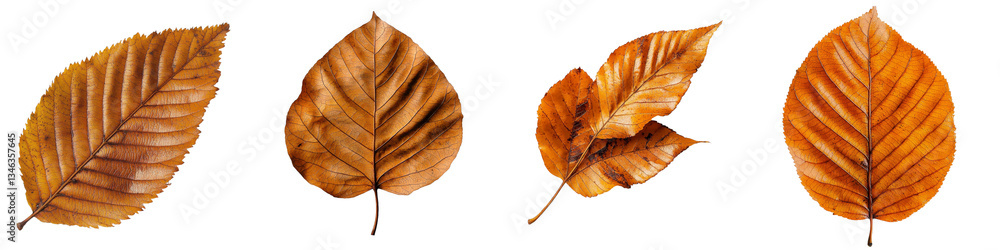 Poster Generative Ai presents dry leaves that are isolated on a transparent background