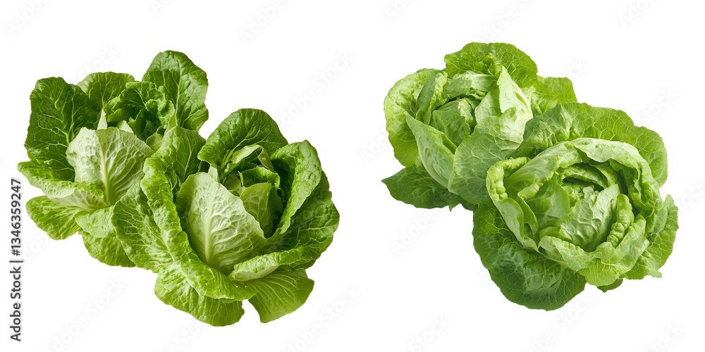 Poster On a transparent background, an image of isolated fresh lettuce has been generated using AI