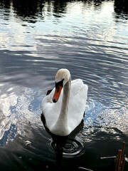 white swan in the pond
