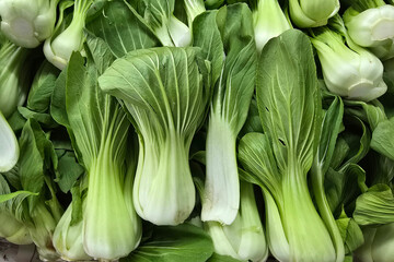 Fototapeta premium Close-up view of fresh bok choy 