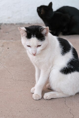 White cat with black spots is sitting looking dull and sad