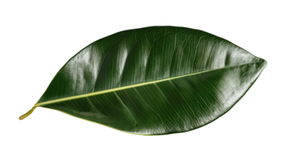 Vibrant green rubber plant leaf showing intricate veins on transparent background