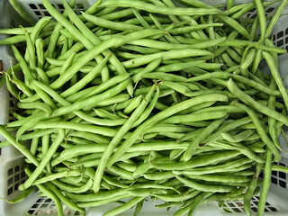 Fresh Green Beans in a Market Basket