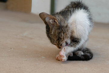 A skinny kitten licks itself under the porch of a house