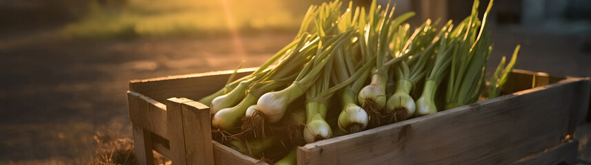 Leeks harvested in a wooden box with field and sunset in the background. Natural organic fruit abundance. Agriculture, healthy and natural food concept. Horizontal composition.