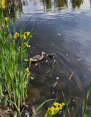 duck with little ducklings in a pond