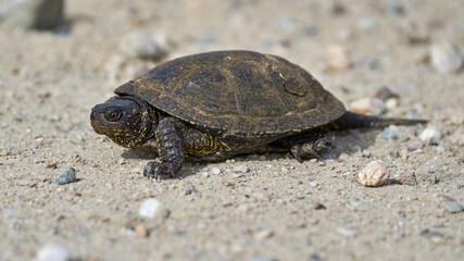 Turtle on sandy ground........