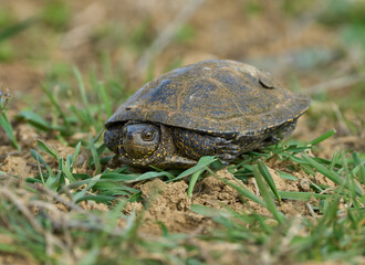 Turtle hiding on grassy ground........